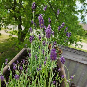 Meet your Posher, Joy